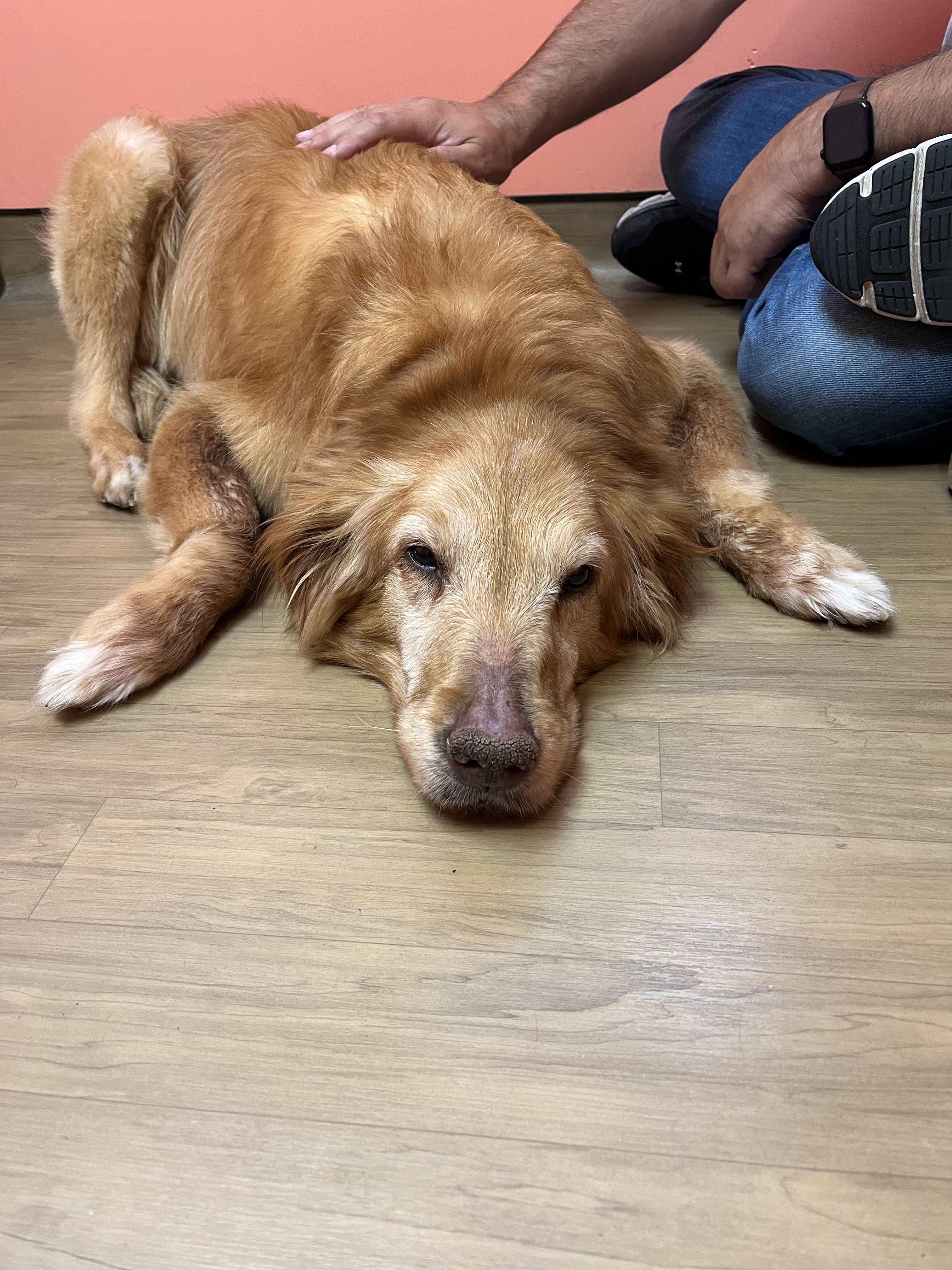 Old Josie at her last vet appointment