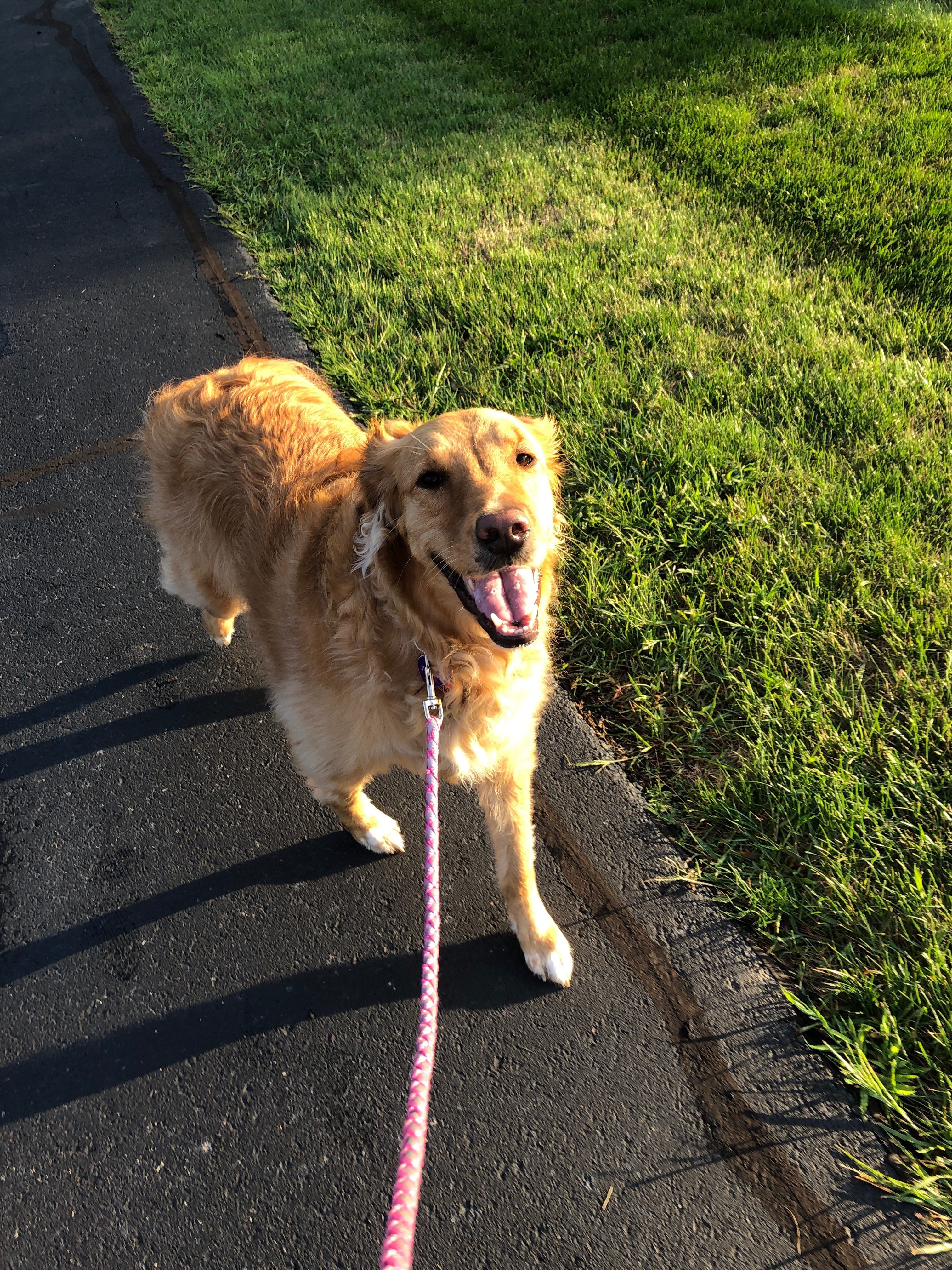 Young Josie on a walk