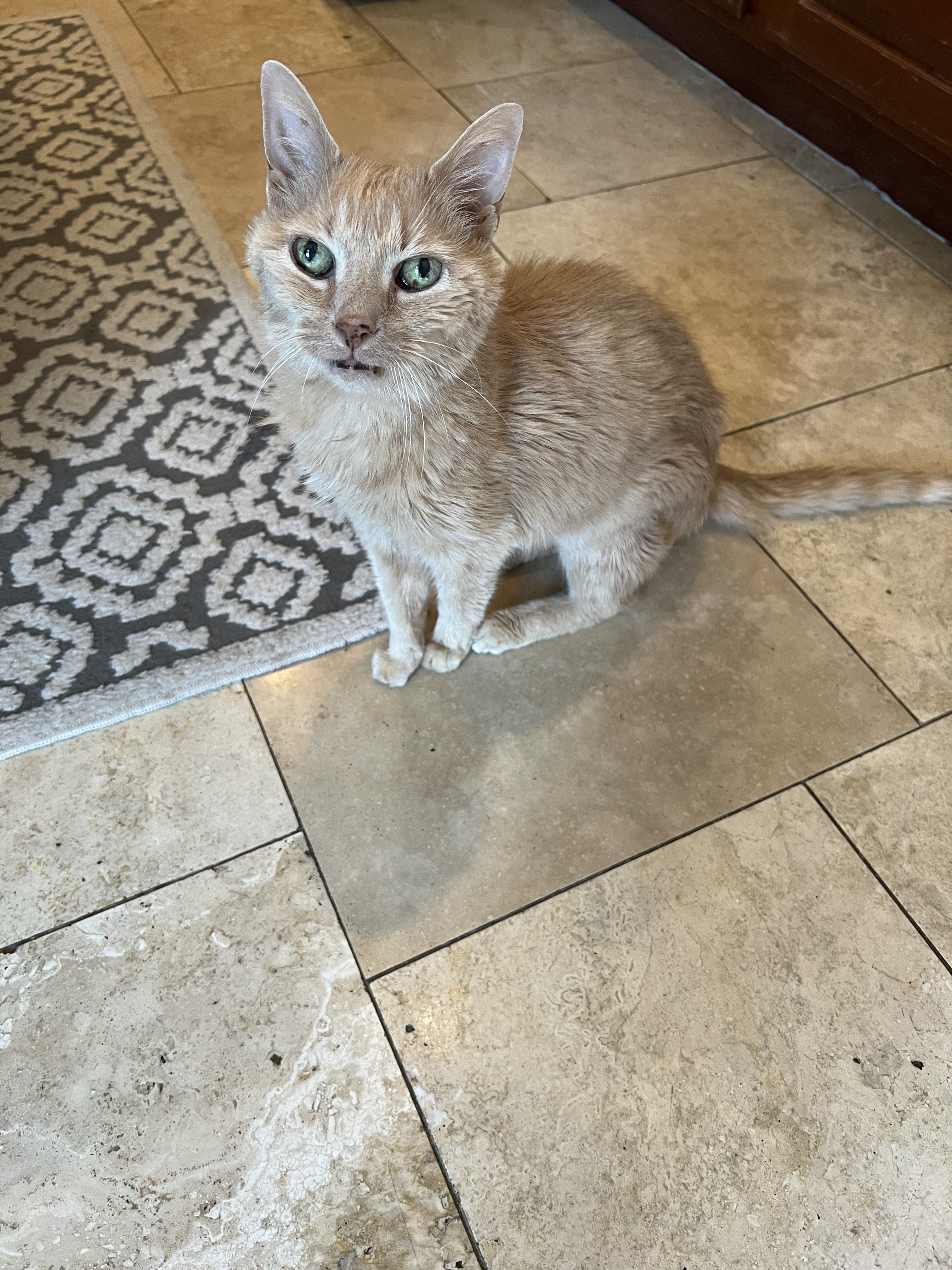 Old Muffin posing nicely for the camera.