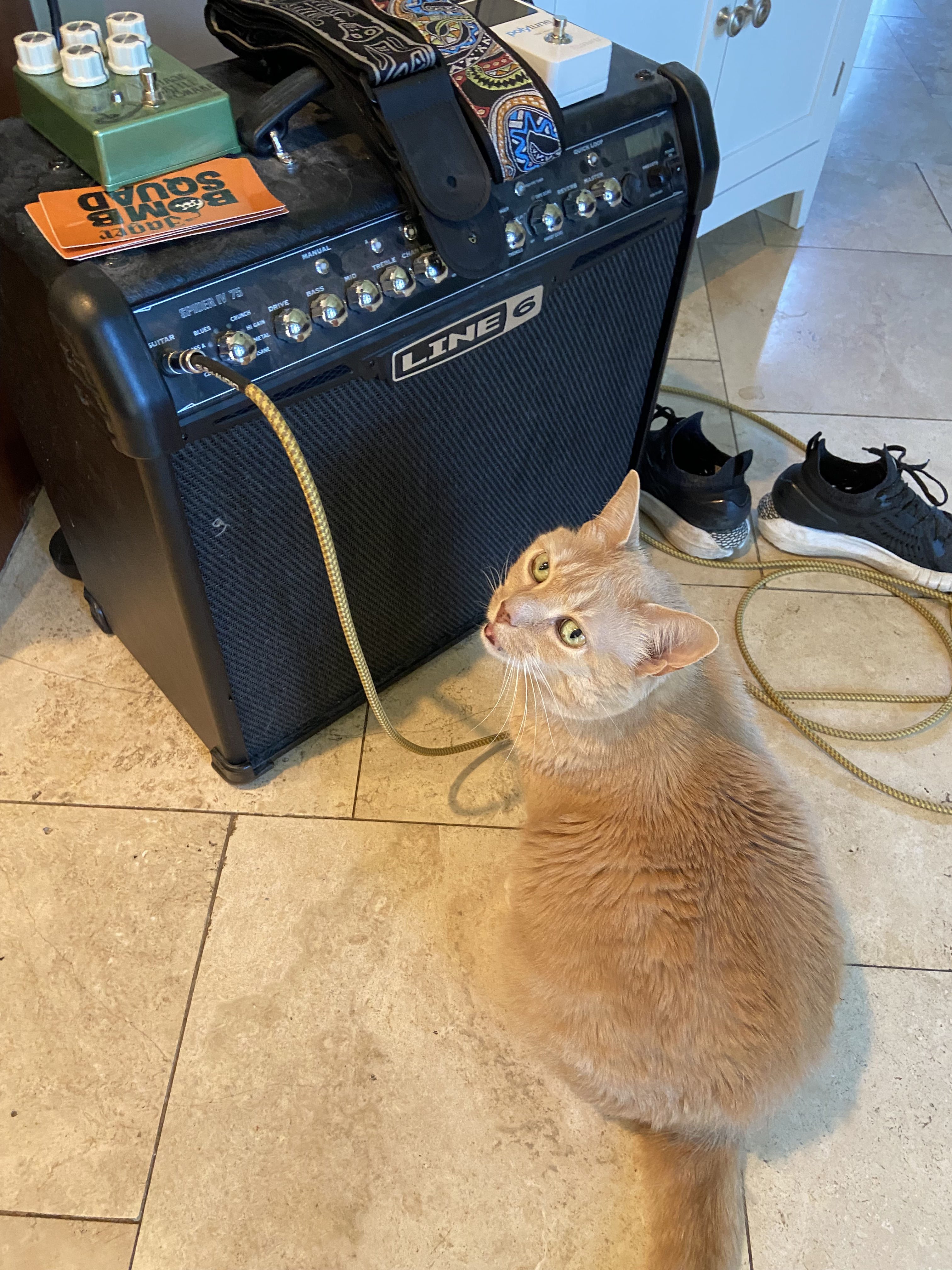 Young Muffin giving a little meow.